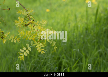 Fraxinus excelsior " Aurea pendula". Piangendo Golden frassino foglie in aprile. Regno Unito Foto Stock