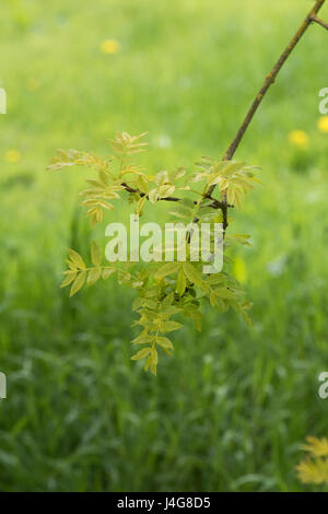 Fraxinus excelsior " Aurea pendula". Piangendo Golden frassino foglie in aprile. Regno Unito Foto Stock