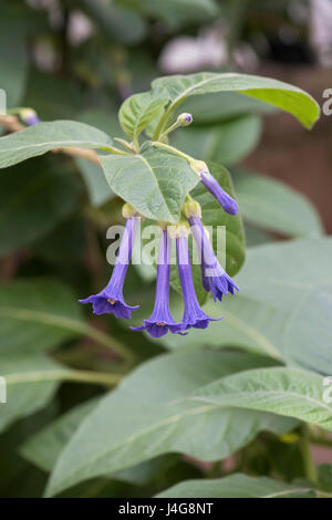 Iochroma grandiflorum fiori Foto Stock