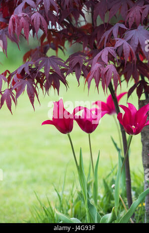 Tulipa. Giglio fiorito fiori tulip sotto e acer tree in un giardino inglese. Regno Unito Foto Stock