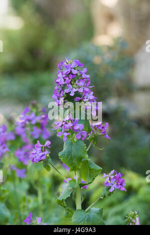 Lunaria annua. Onestà fiori Foto Stock