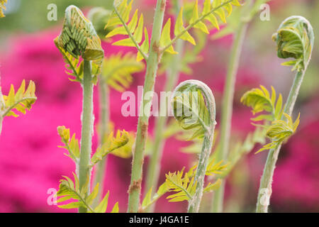 Osmunda regalis. Nuovo Royal fern fronde il dispiegamento in aprile. Regno Unito Foto Stock