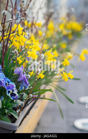 Primavera vaso con narciso, viola e Willow. Fiori di Primavera in spazi urbani Foto Stock