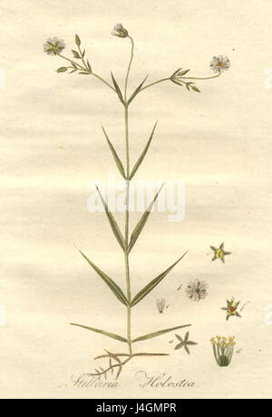 Stellaria holostea1 Foto Stock