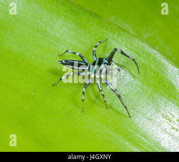 Maschio adulto Jumping Spider (Cosmophasis micarioides), Salticid, Salticidae, estremo Nord Queensland, FNQ, QLD, Australia Foto Stock