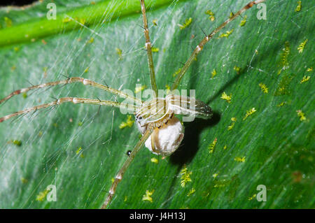 Ragno acqua (Hygropoda lineata), con uovo sac, estremo Nord Queensland, FNQ, QLD, Australia Foto Stock