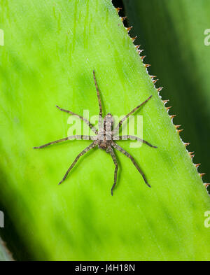 Brown Huntsman Spider (Heteropoda jugulans), estremo Nord Queensland, FNQ, QLD, Australia Foto Stock