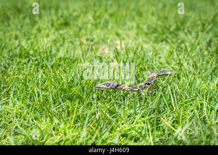 L'essiccato resti scheletrici di un marrone anole lucertola distesa in erba verde. Foto Stock