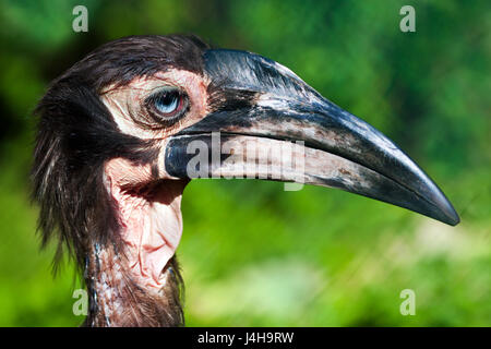 Ritratto di terra meridionale hornbill (bucorvus leadbeateri). Foto Stock