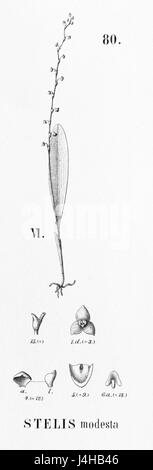 Un'illustrazione di *Stelis modesta*, una specie di orchidea, dalla *Flora Brasiliensis*, evidenziandone le caratteristiche botaniche. Foto Stock