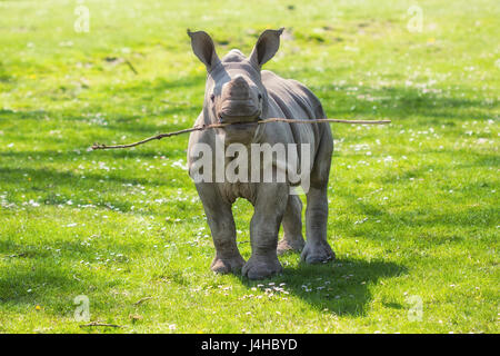 Divertenti rinoceronte bianco (Ceratotherium simum) di vitello con un ramoscello in bocca in piedi nel prato, giocando la modalità fetch. Foto Stock