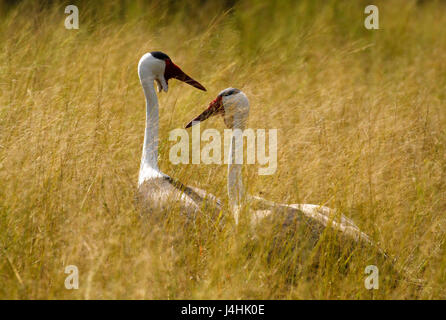 L'enorme Wattled gru nell'erbe lunghe dell Africa Foto Stock