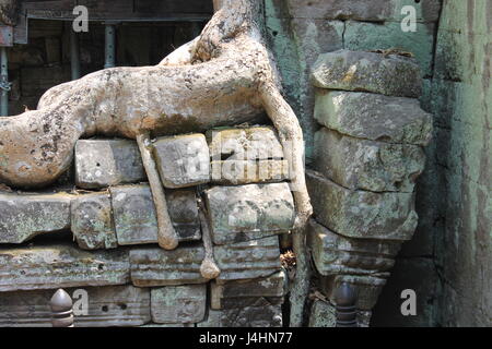 Albero che cresce attraverso la parete, Ta Prohm, Cambogia Foto Stock