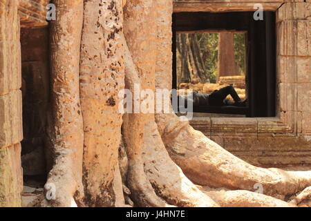 Naptime a Ta Prohm Foto Stock