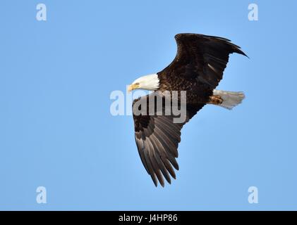 Un aquila calva si eleva al di sopra del cielo al Seedskadee National Wildlife Refuge Marzo 1, 2017 in Green River, Wyoming. (Foto di Tom Koerner /USFWS via Planetpix ) Foto Stock