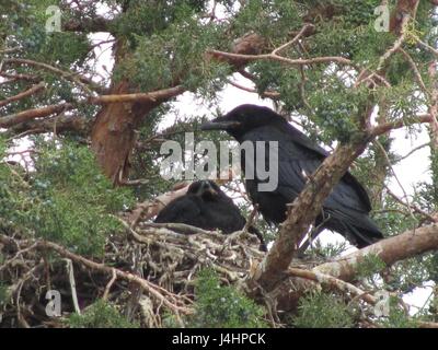 Una coppia di American Crows Nest su un ramo di albero 30 Maggio 2015 in Gerlach, Nevada. (Foto di Darlene Hopkins /BLM via Planetpix ) Foto Stock