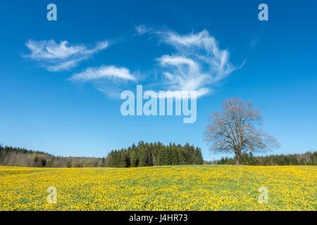 Albero in fiore giallo prato, cielo blu e nuvole bianche Foto Stock