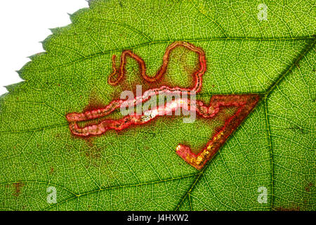 Rovo foglie Miner Tarma Stigmella aurella. Famiglia Nepticulidae. Monmouthshire, Febbraio Foto Stock