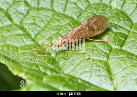 Caddis fly, Stenophylax permistus, Monmouthshire, Wales, Regno Unito Foto Stock