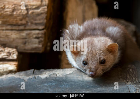 Faina / faina / casa marten (Martes foina) rovistando nel fienile Foto Stock