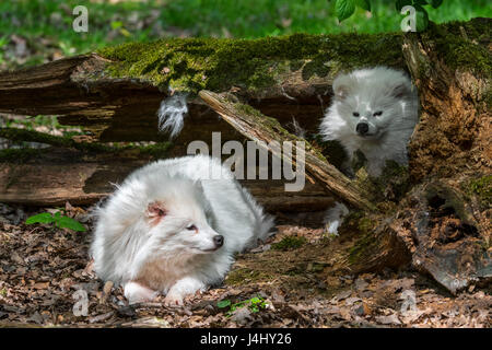Due bianchi i cani procioni (Nyctereutes procyonoides) in appoggio sotto il tronco di albero nella foresta Foto Stock