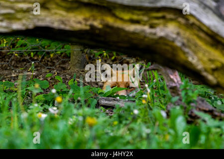 Rosso di caccia volpe (Vulpes vulpes) Scavando sotto il filo di pollo di recinzione e stalking preda Foto Stock