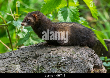 Polecat europea (Mustela putorius) rovistando nella foresta Foto Stock