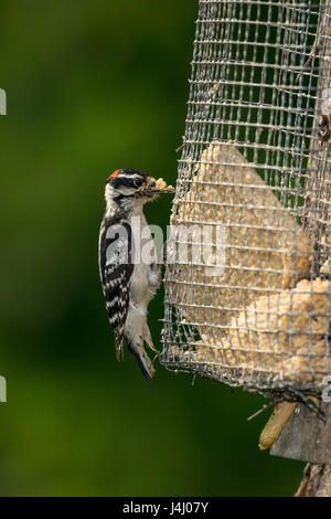 Maschio Picchio lanuginosa su suet alimentatore. Foto Stock