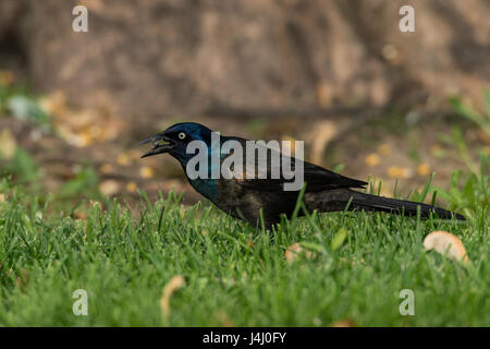 Grackle comune rovistando in area erbosa. Foto Stock