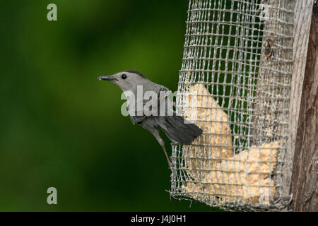 Grigio Catbird arroccato su suet alimentatore. Foto Stock