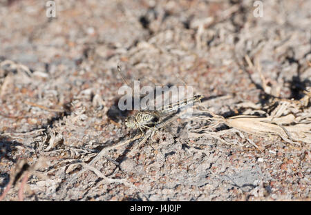 Nastrare Groundling (Brachythemis leucosticta) Dragonfly in appoggio su un ramoscello sul terreno in Tanzania Foto Stock