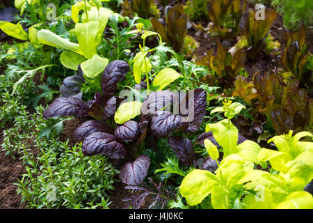 Insalata piccante mix che crescono in un giardino Foto Stock