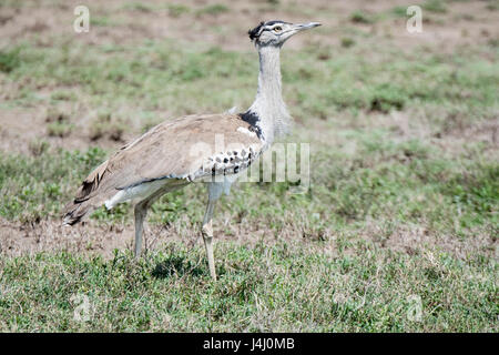 In Africa la più grande di volo di uccello il Kori Bustard (Ardeotis kori) su una pianura erbosa nel nord della Tanzania Foto Stock