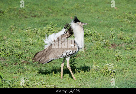 In Africa la più grande di volo di uccello il Kori Bustard (Ardeotis kori) in piena visualizzazione su una pianura erbosa nel nord della Tanzania Foto Stock