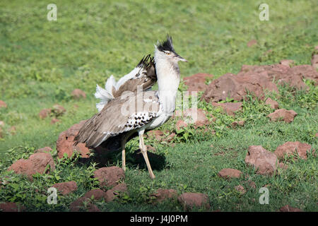 In Africa la più grande di volo di uccello il Kori Bustard (Ardeotis kori) in piena visualizzazione su una pianura erbosa nel nord della Tanzania Foto Stock