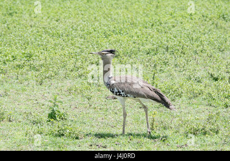 In Africa la più grande di volo di uccello il Kori Bustard (Ardeotis kori) su una pianura erbosa nel nord della Tanzania Foto Stock