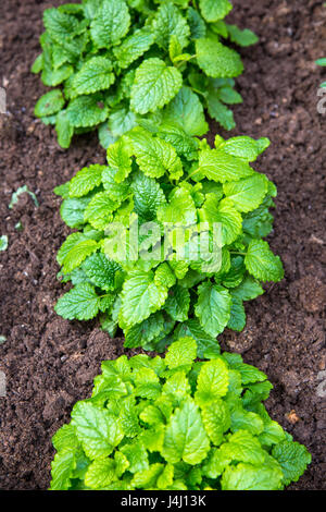 Melissa (Melissa officinalis) cresce in un giardino Foto Stock