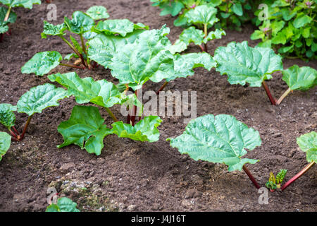 Rabarbaro (Rheum rhabarbarbum) di crescita della pianta in giardino Foto Stock