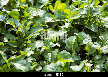 Wild Rocket crescente in giardino Foto Stock