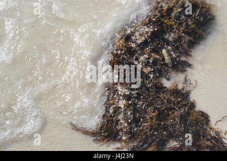 Mar Morto weed lavato fino a riva di un Moucha masakali beach a Gibuti in Africa orientale Foto Stock