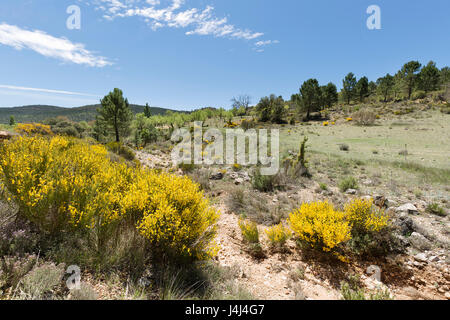 Paesaggio in Cañadas de Haches de Arriba, Bogarra provincia di Albacete in Spagna. Foto Stock
