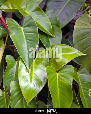 Red Emerald Philodendron, Philodendron erubescens. Foto Stock