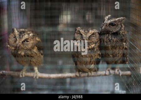 Caged gufi al Ngasem Bird Market di Yogyakarta, Java, Indonesia. Foto Stock