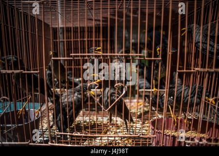 Uccelli da gabbia al Ngasem Bird Market di Yogyakarta, Java, Indonesia. Foto Stock