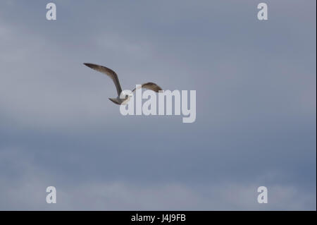 Un flying wild seagull su un cielo nuvoloso in background Foto Stock
