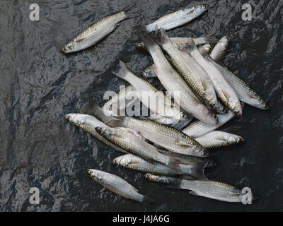 Molti piccoli pesci di mare grigio con scale argenteo giacciono su uno sfondo scuro, mattina pescatore di cattura oceano. Foto Stock