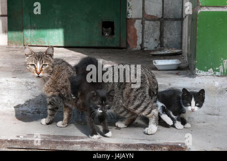 Una strada senzatetto striped cat madre e due gattini nero, sullo sfondo di un terzo gattino guarda fuori del foro nella parete. Foto Stock