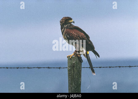 Un giovane tame eagle siede su un palo da recinzione con un tag di filo e campane a piedi. Gleneagles, Scozia. Derek Hudson / Alamy Stock Photo Foto Stock