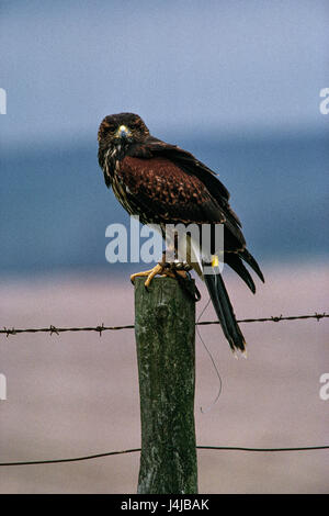 Un giovane tame eagle siede su un palo da recinzione con un tag di filo e campane a piedi. Gleneagles, Scozia. Derek Hudson / Alamy Stock Photo Foto Stock