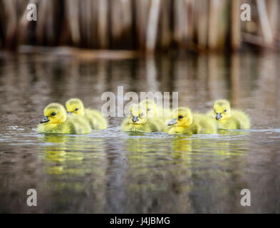 Canada Goose Goslings, Manitoba, Canada. Foto Stock